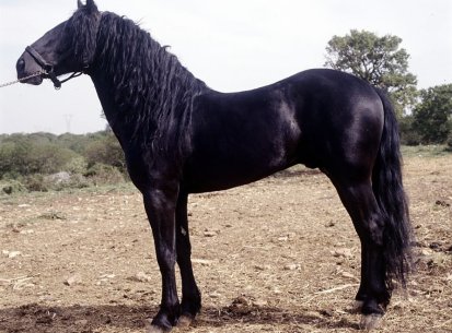 Cavallo Murgese, standard di razza